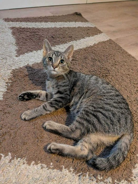 Bura mistrzyni polowania na wędki: Chmurka melduje gotowość do adopcji!