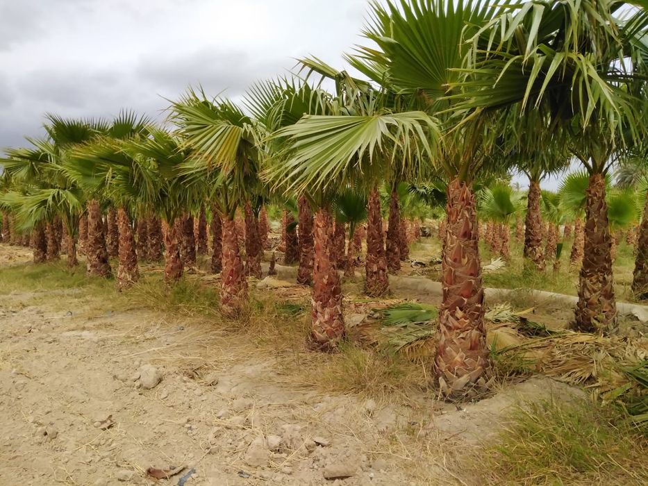 Palmeira washingtonia de 1 a 12 metros