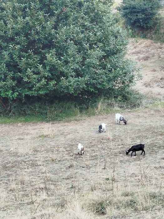 Cabras anãs para cedência