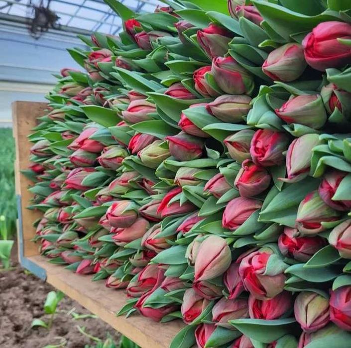 Цибулини тюльпанів на опт