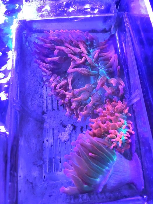 3 Anémonas BBT Rainbow (envio disponível)