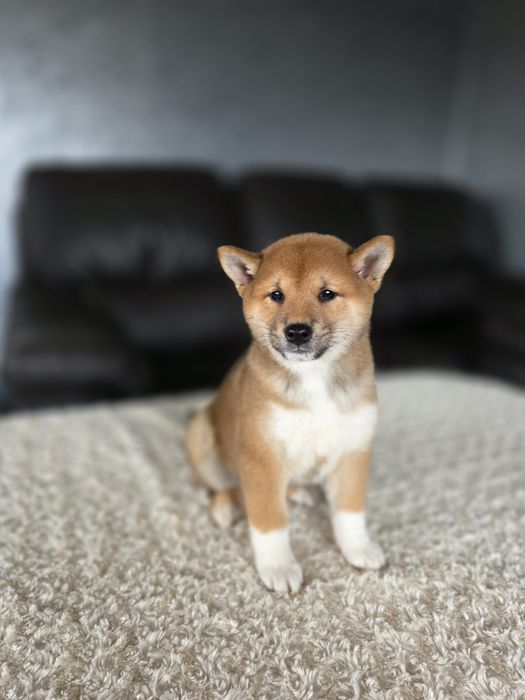 Shiba inu ZKWP FCI po doskonałych rodzicach