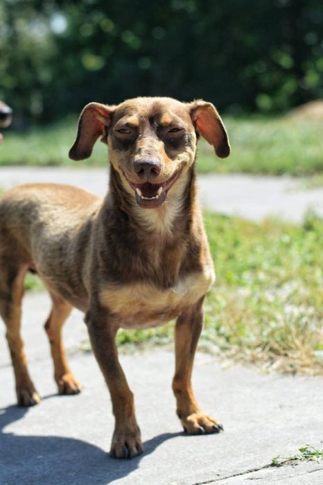 Tomek poleca się do adopcji