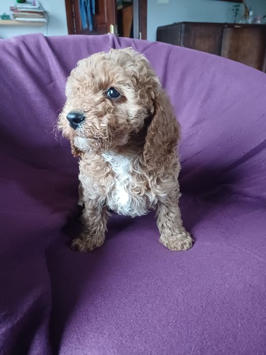 Cavapoo F1 B cudeńko