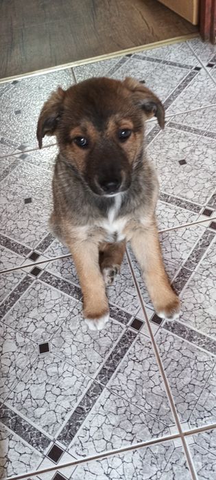 Figiel 2,5 miesięczny szczeniak szuka domu.