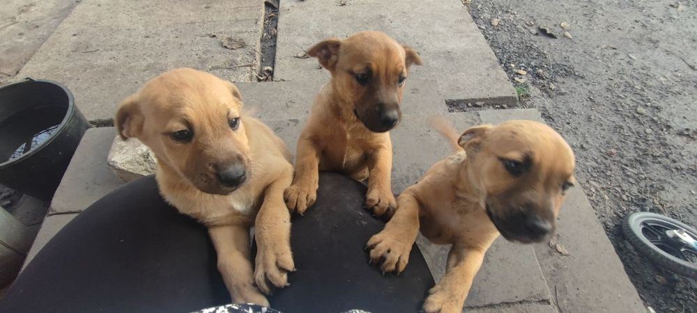 Віддам цуценят, хлопчики, 2 місяці