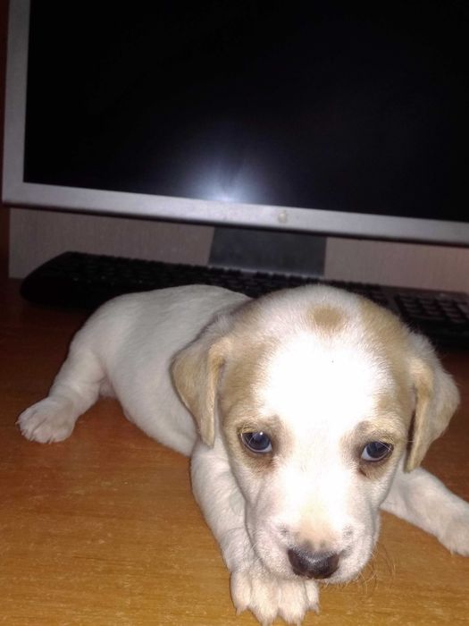 Милі дівчатка джек-рассела шукають люблячих господарів