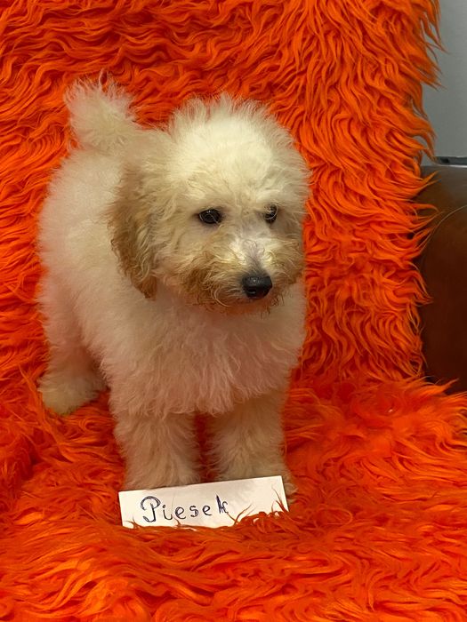 Sprzedam piękne cockapoo