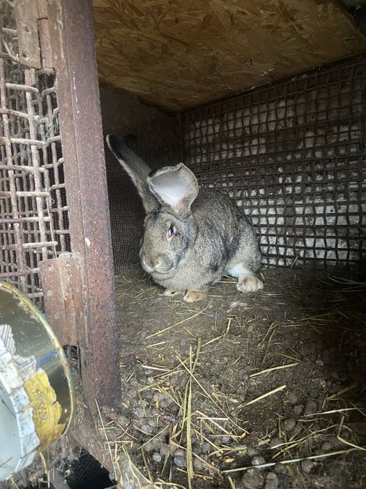 Кролі бельгійчькій фландер