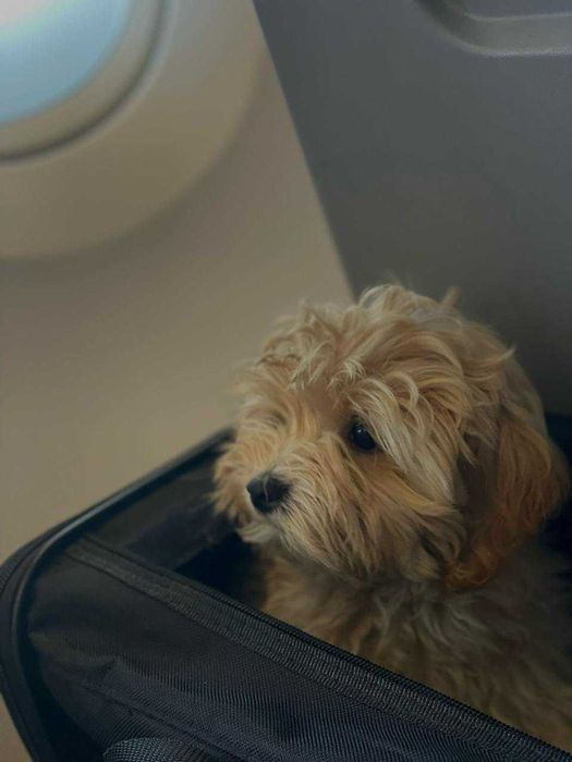 Перевезення тварин в США, Європу, Канаду. Доставка животных, pets