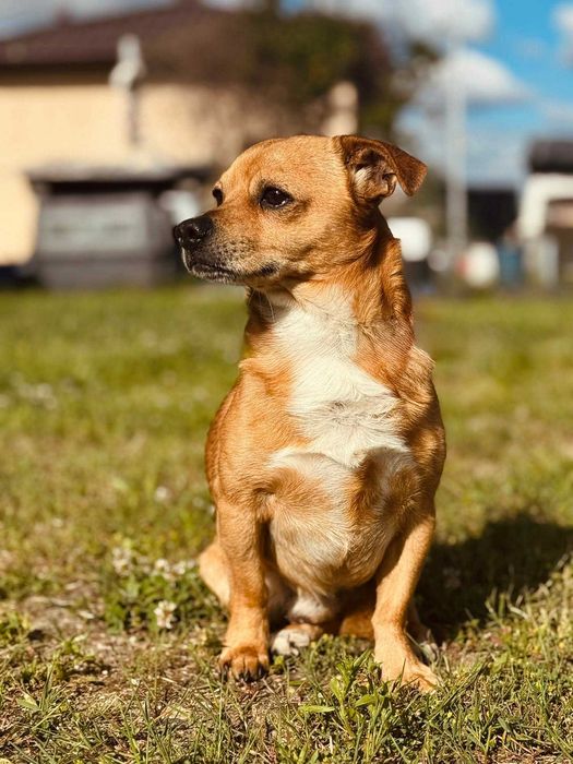 Niewielki Shaggy szuka domu- 6lat