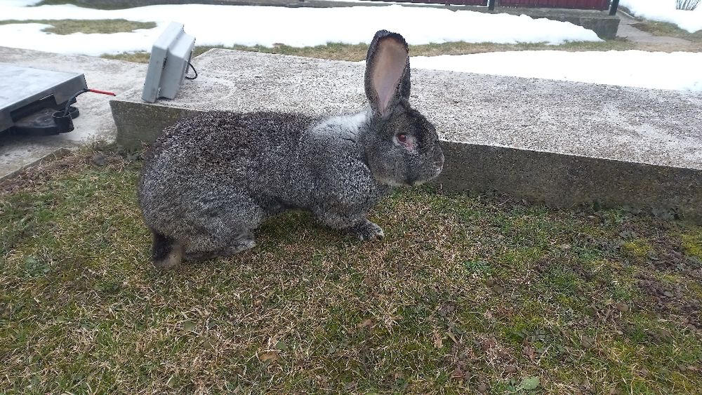Самці та самички породи шиншила