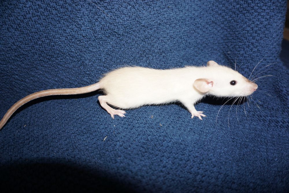 Szczur, szczury, szczurki devil, dumbo, syjamskie, rex