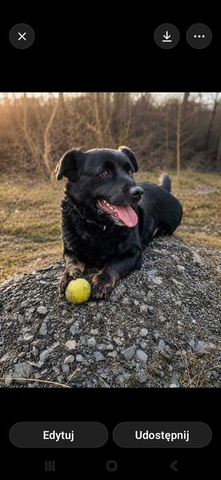 Kluska kundelek adopcja