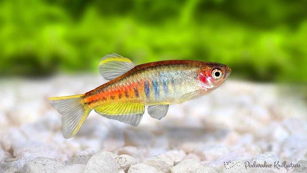 Danio Choprae - Danio Myanmarski