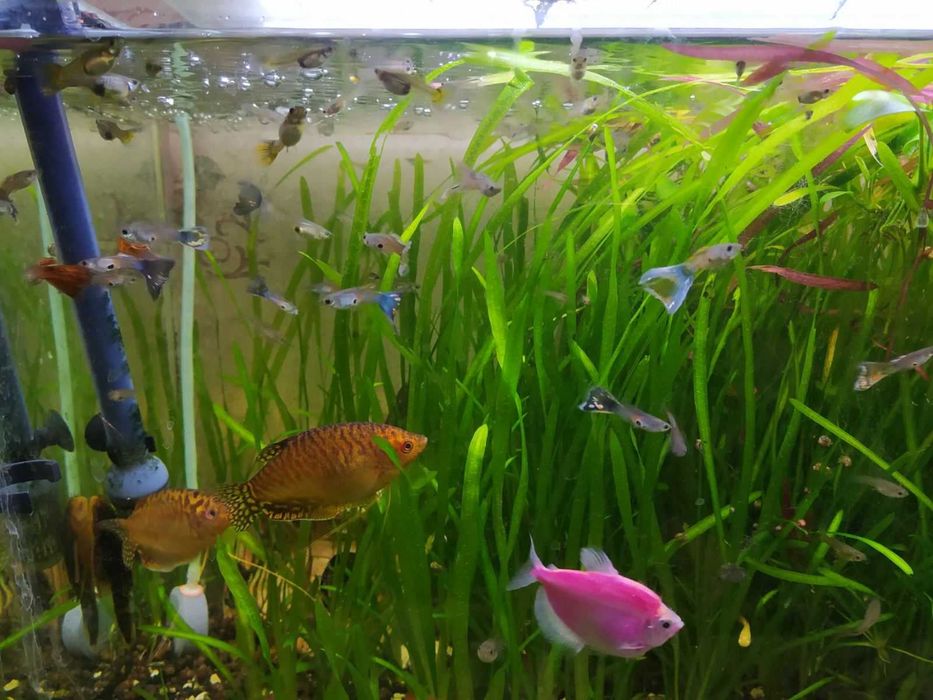 Рыбки ГУППИ ,  Растения