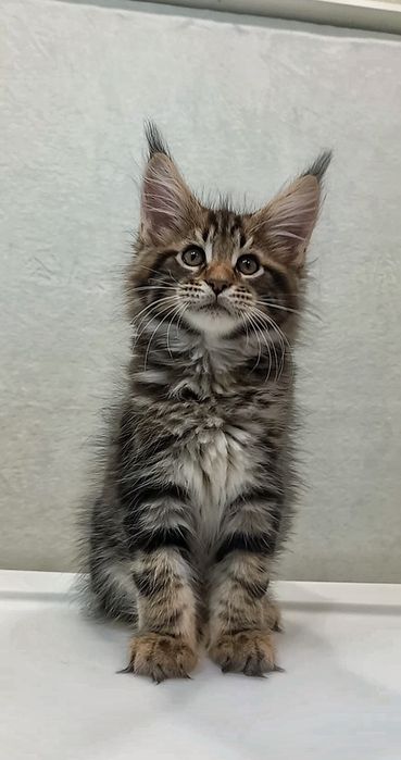 Великолепный мейн-кун мальчик —  готов к переезду!