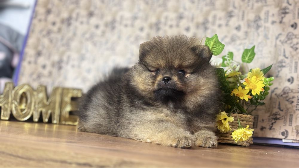 Щикарна дівчинка померанського шпіца