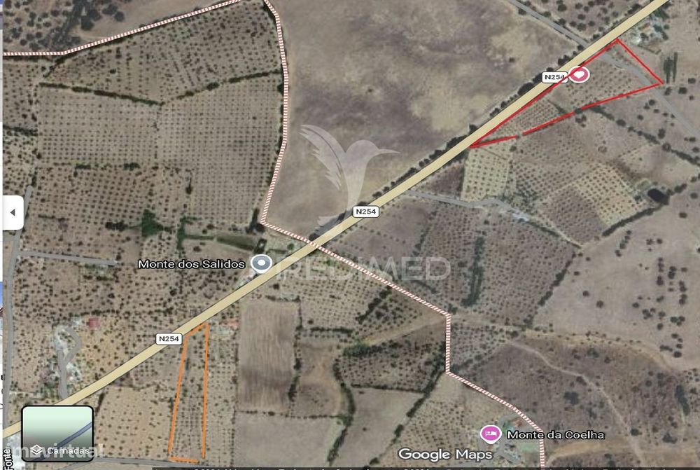 Terreno com casa e Olival