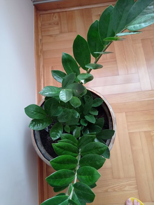 Zamiokulkas duży kwiat doniczkowy