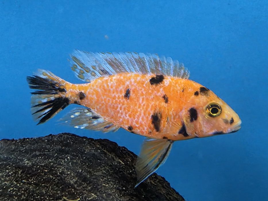 Pyszczaki Aulonocara marmelade ob