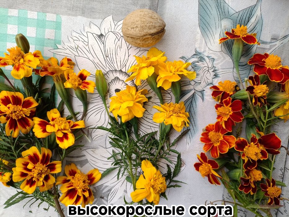 Африканські чорнобривці  гіганти ​Шафрани насіння 1чарка насіння 50грн