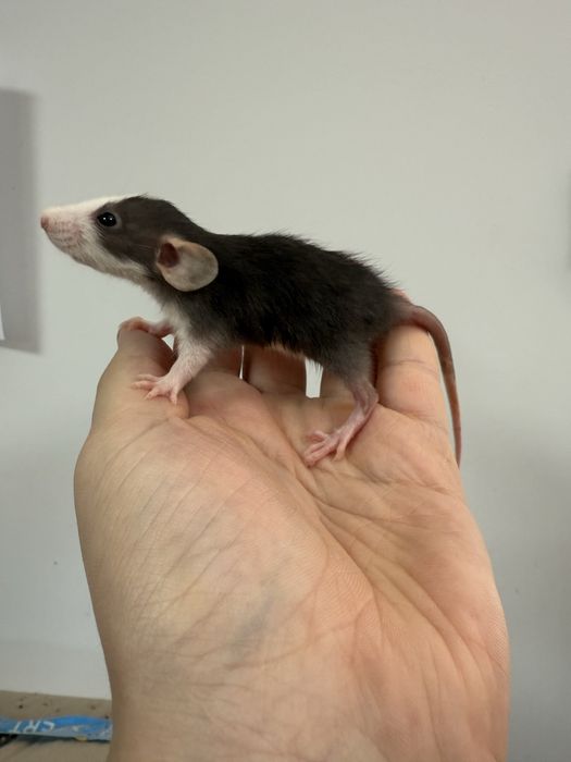 Крыски Дамбо (1 месяц)