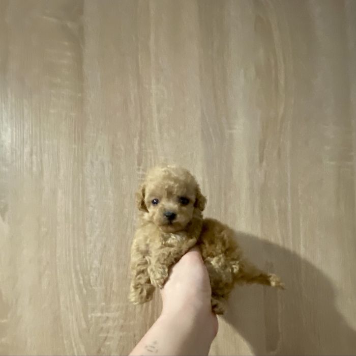 Маль типу хлопчик