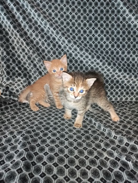 Віддам кошенят в добрі руки