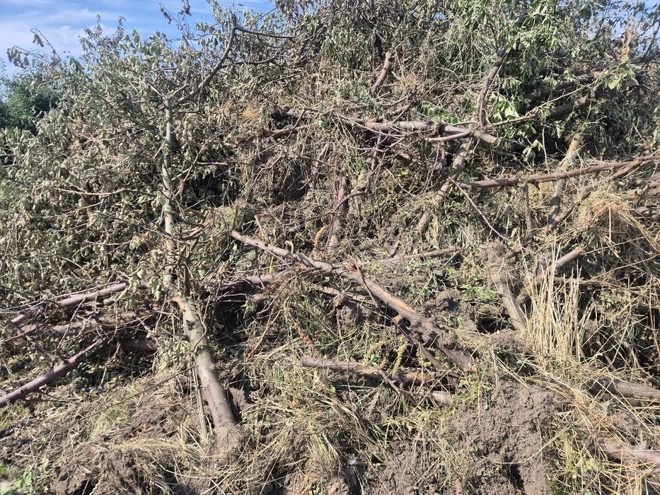 Oddam drzewo na opal.