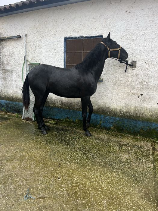 Pokdro cavalo 2 anos