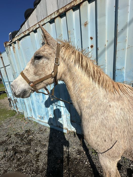 Egua Montada e engatada