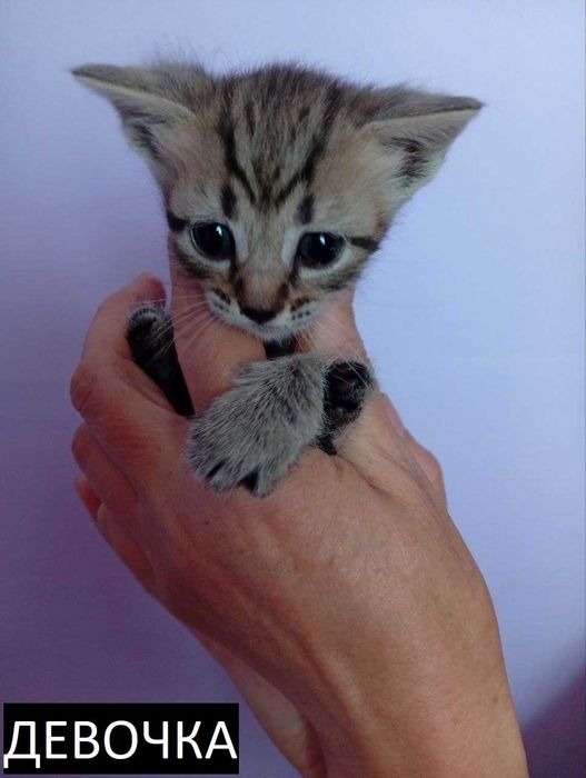 Бесплатно отдам котят