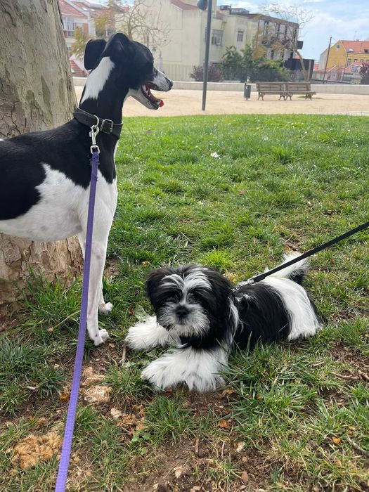 Pet-Sitting -  Vai-se ausentar podemos ficar com o seu patudo