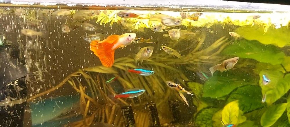 Głupiki z własnej hodowli