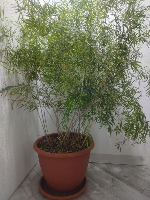 Великий об'ємний вазон аспарагус 1-2 м плетючий