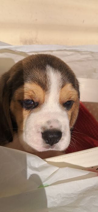 Біглюшки! Документи! 2 міс!