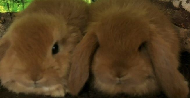 Продам карликового кролика