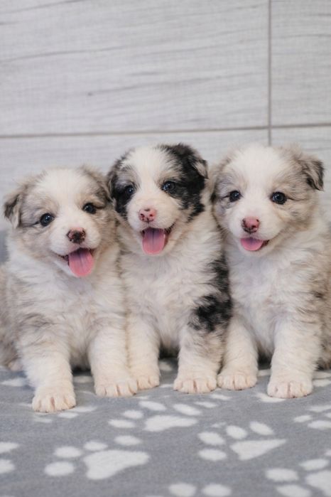 Border Collie Suczka Śliczna Wyjątkowa