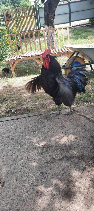 Инкубационные яйца австралорп