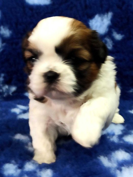 Śliczna suczka shih tzu  UCI