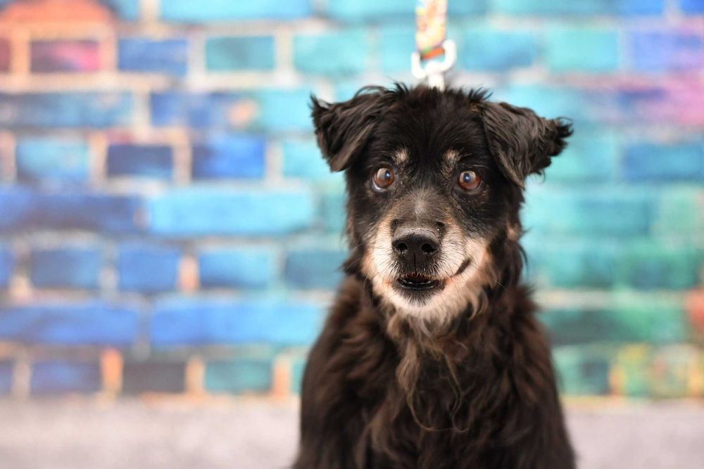 Mały Toluś szuka kochającego domku!