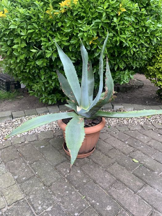 Agawa ogrodowa, piękna, duża