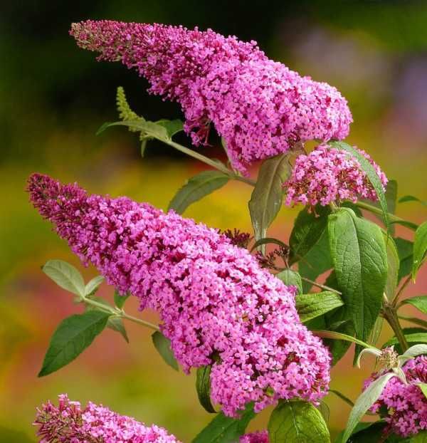 BUDLEJA RÓŻOWA PINK DELIGHT - sadzonki w doniczkach