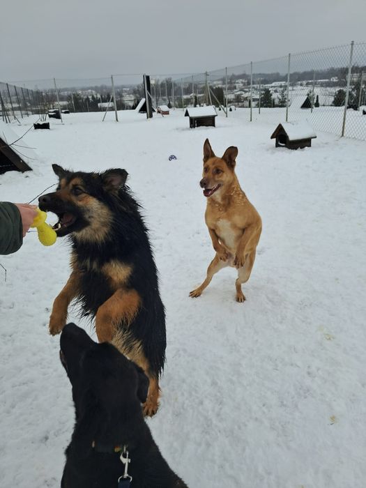Hogan do adopcji