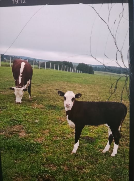 Krowa jałówka ..