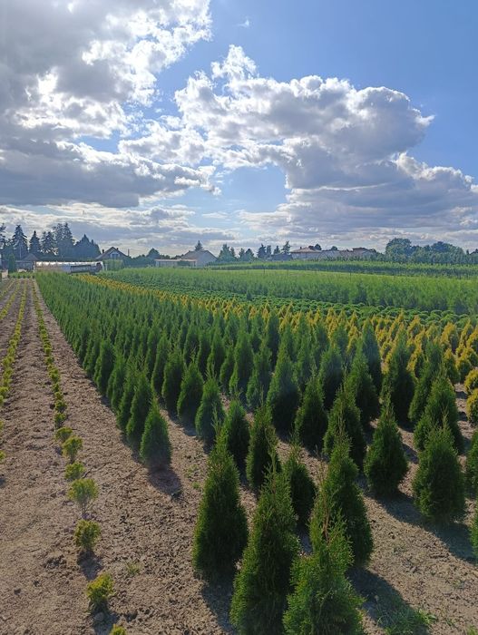 Sprzedam Thuje occ Brabant 200- 220cm