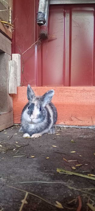 szukają nowych domów