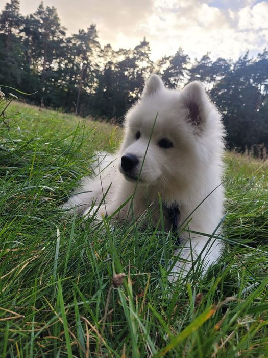 Samoyed ostatni szczeniak (samojed)