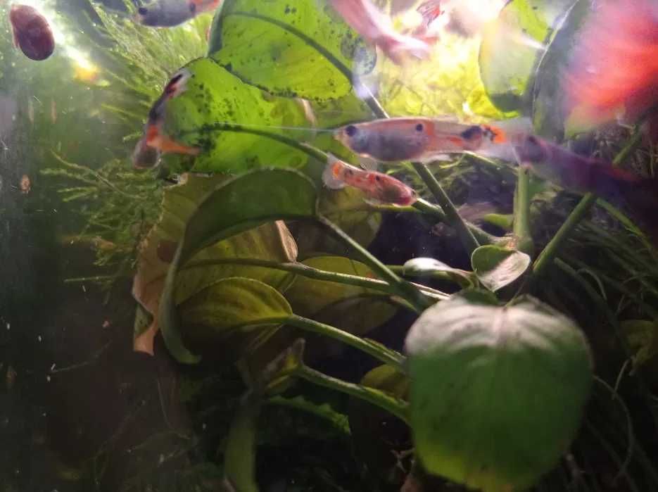 Guppyes 5 peixes
